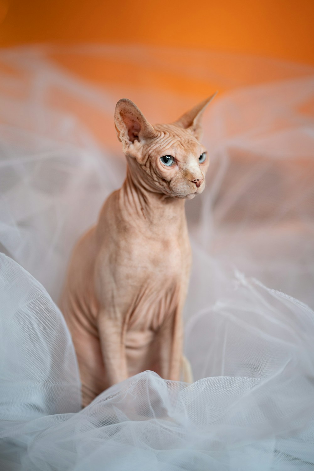 a cat standing on a bed