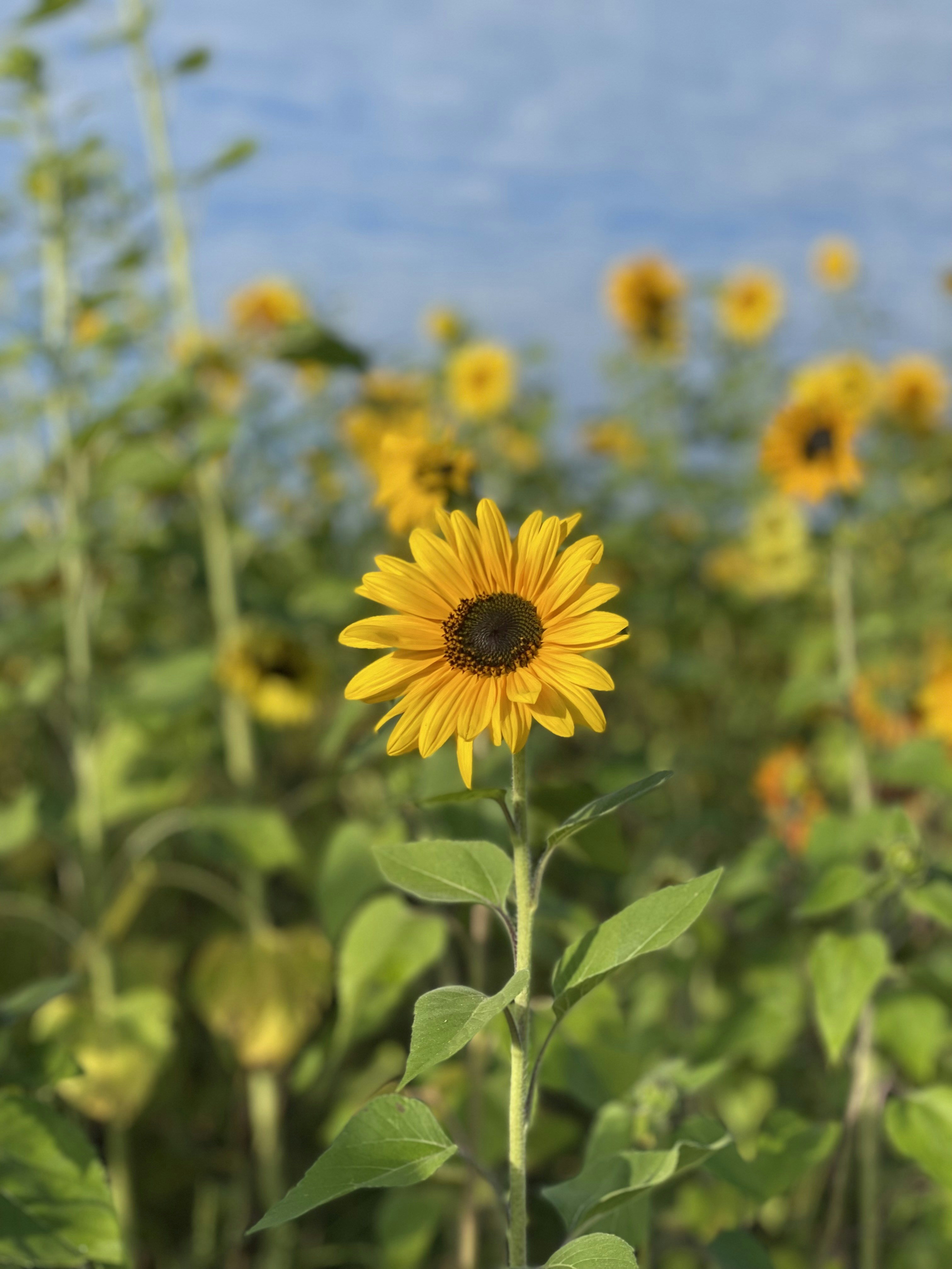 Photo by sabrinaloftus