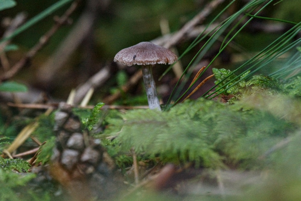 a mushroom growing in the woods