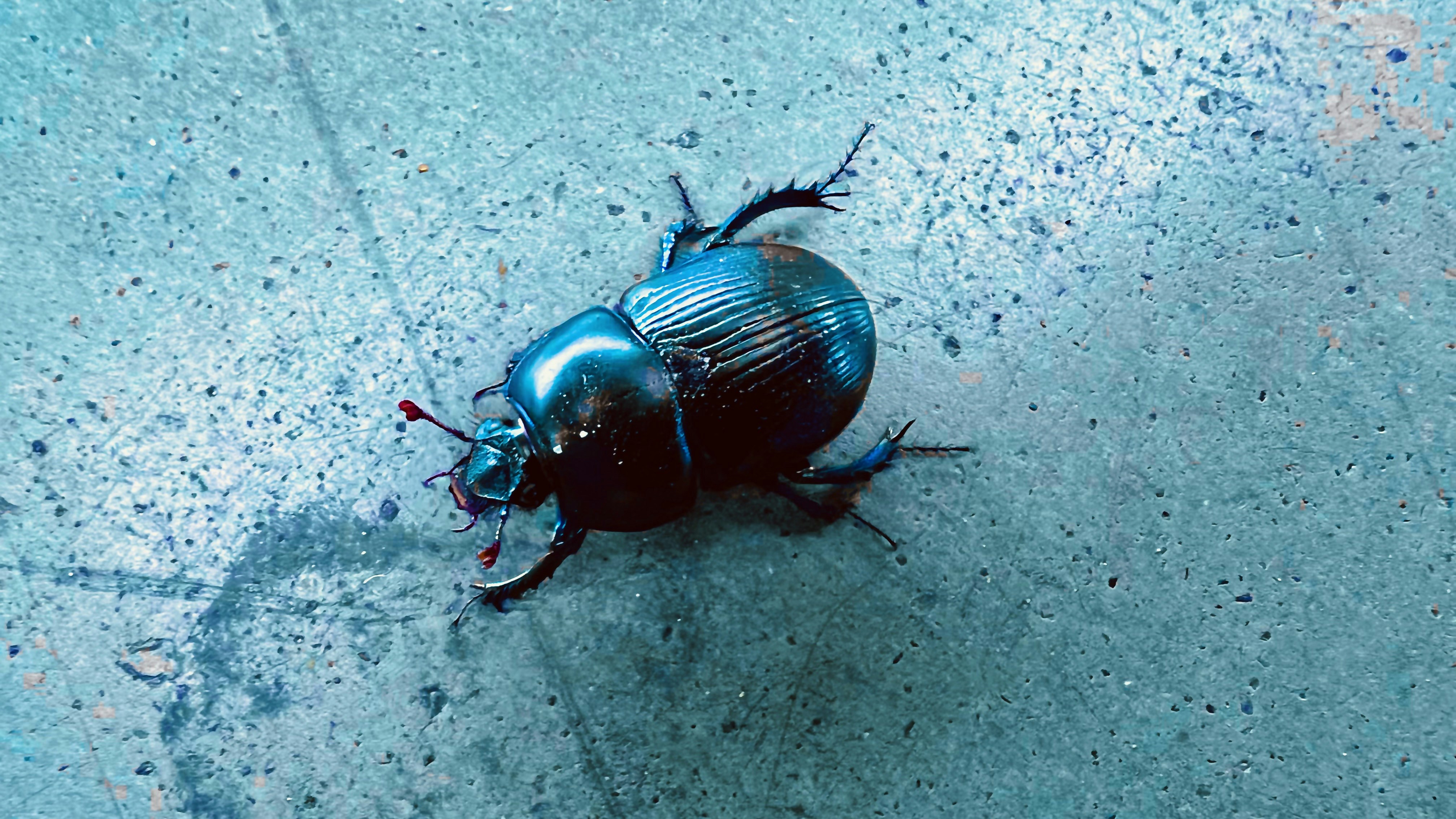 a beetle on a concrete surface