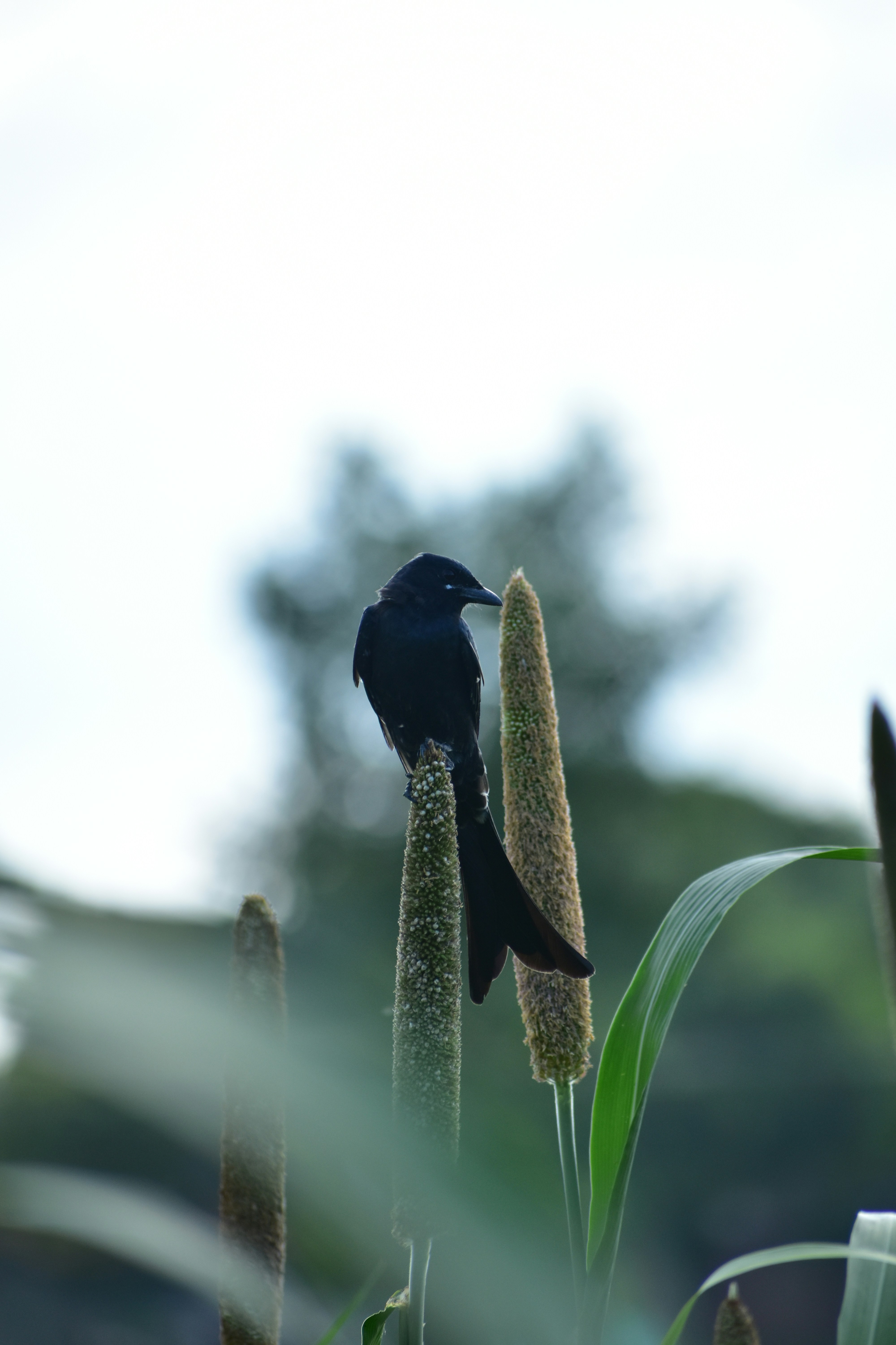 Photo by abhishek008