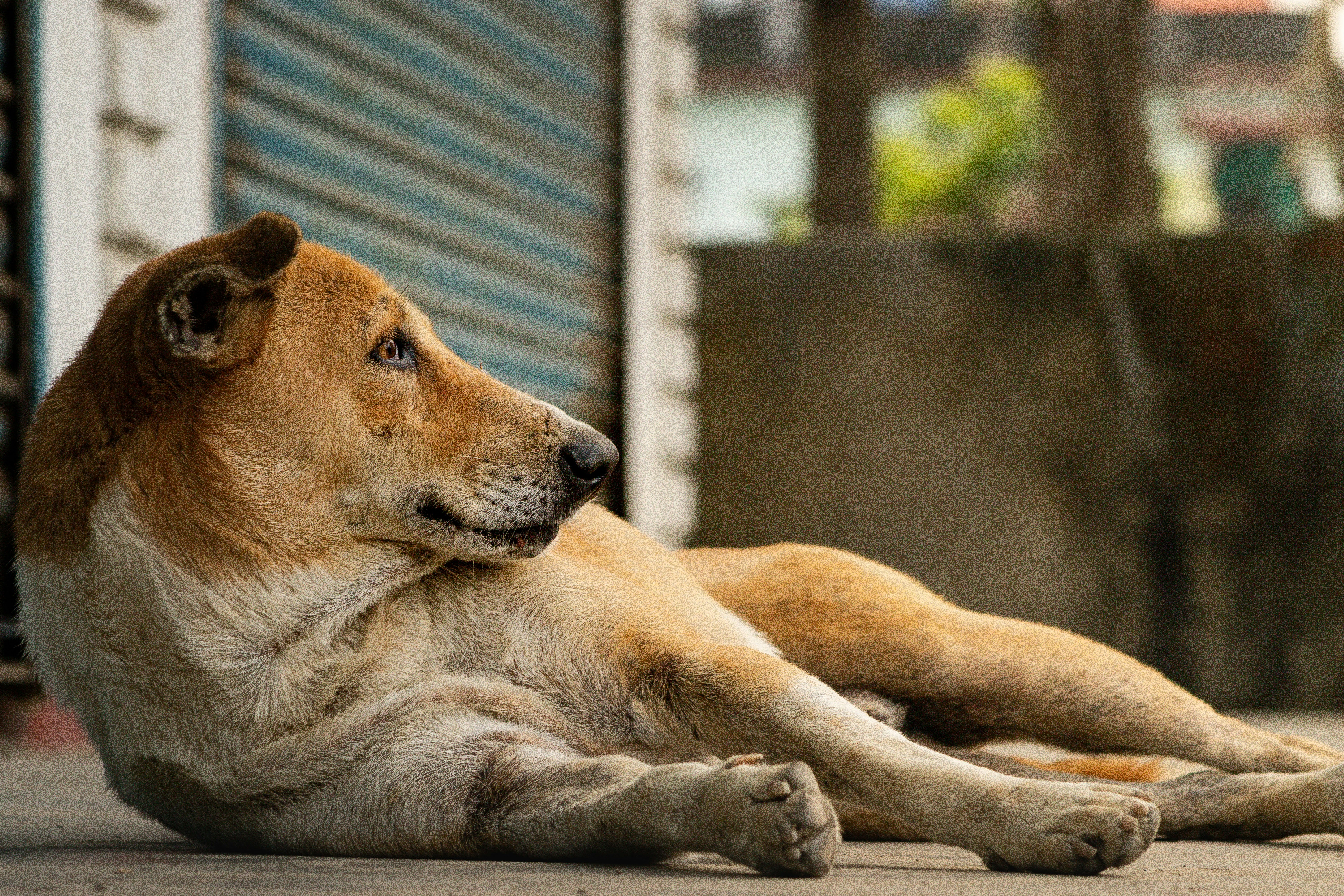 a dog lying on the ground