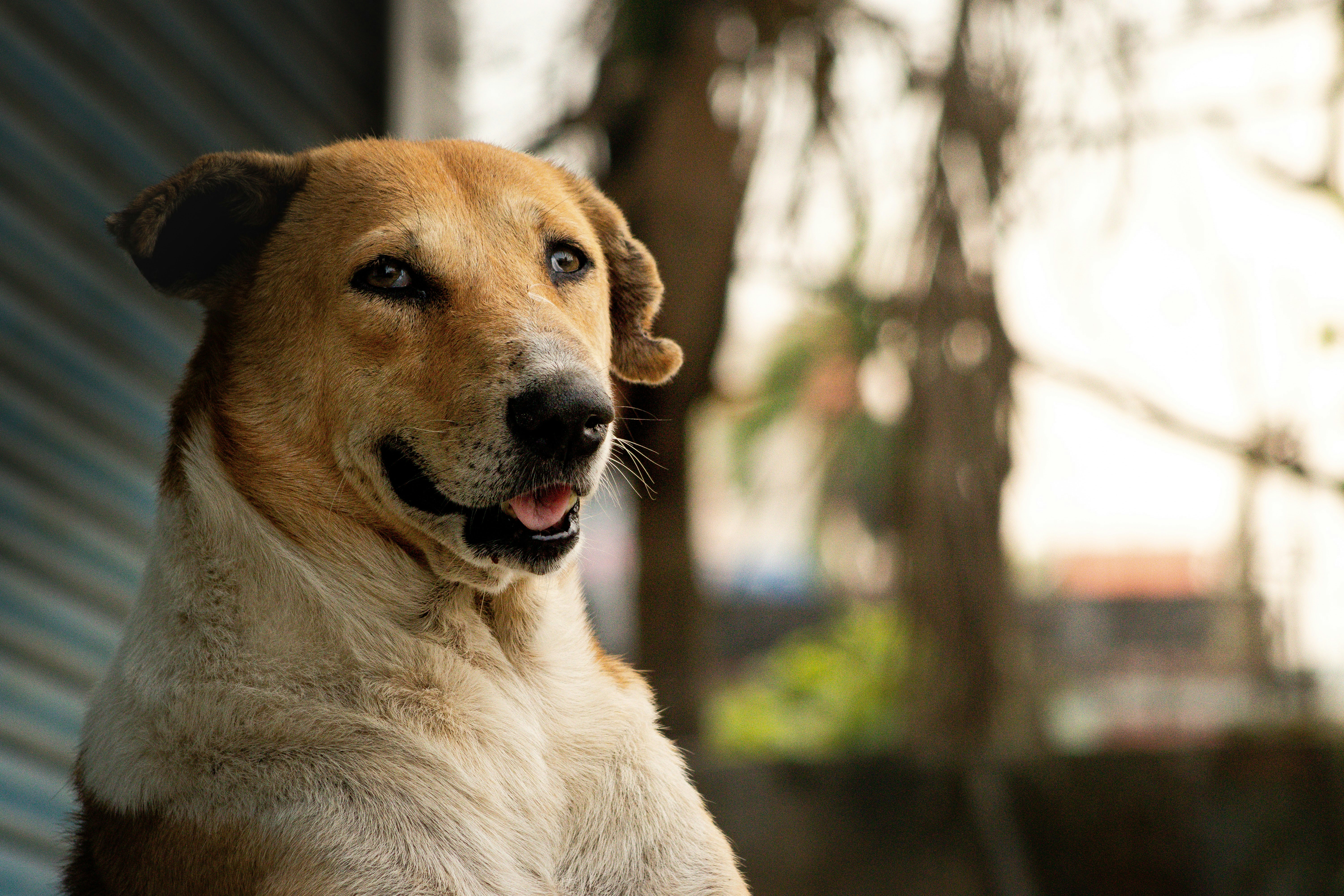 a dog with its mouth open