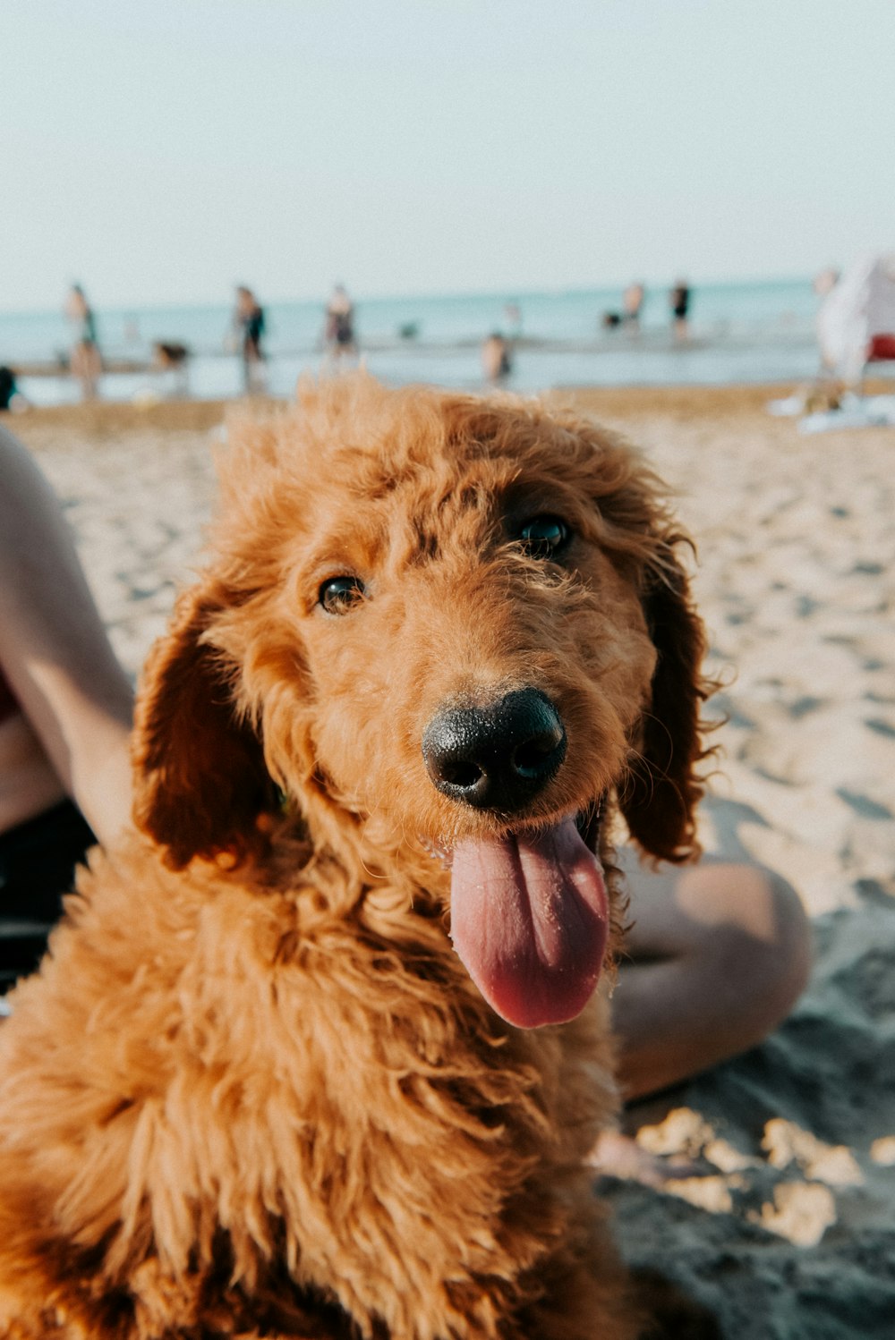 Un perro en una playa