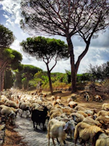 A group of friendly goats browsing through a dense, overgrown urban lot, clearing old brush naturally.