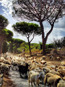 A group of friendly goats browsing through a dense, overgrown urban lot, clearing old brush naturally.