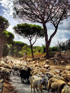 A large herd of goats walking along a cobblestone path shaded by tall, lush trees. The path is surrounded by dense greenery and shrubs, with sunlight filtering through the branches, creating a serene rural scene.