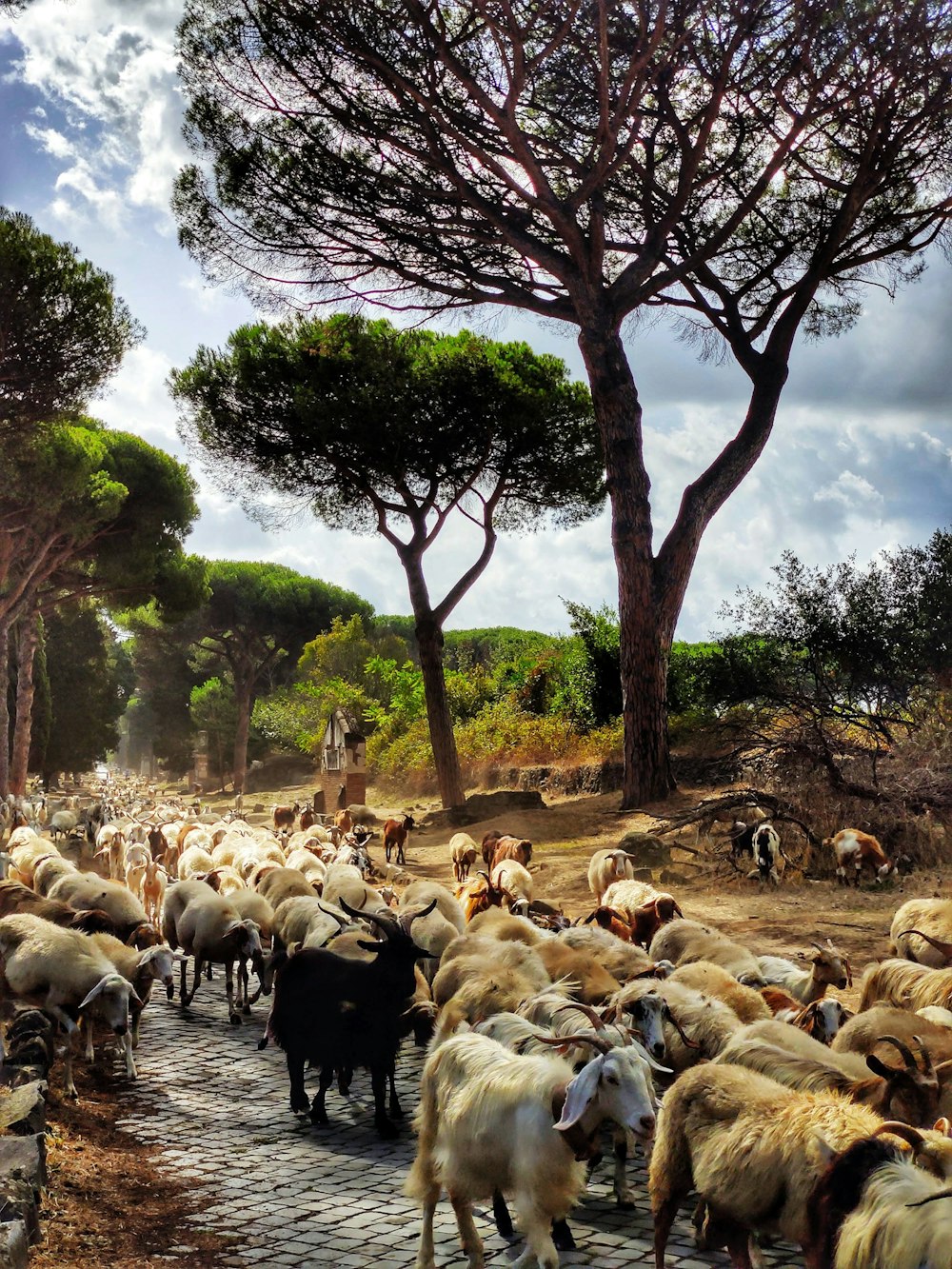 a herd of sheep walking on a dirt road