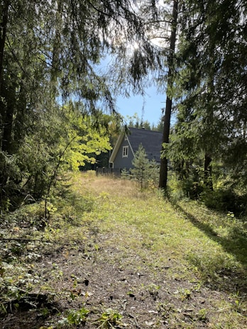 A serene forest path leading to traditional indigenous homes nestled among tall trees.