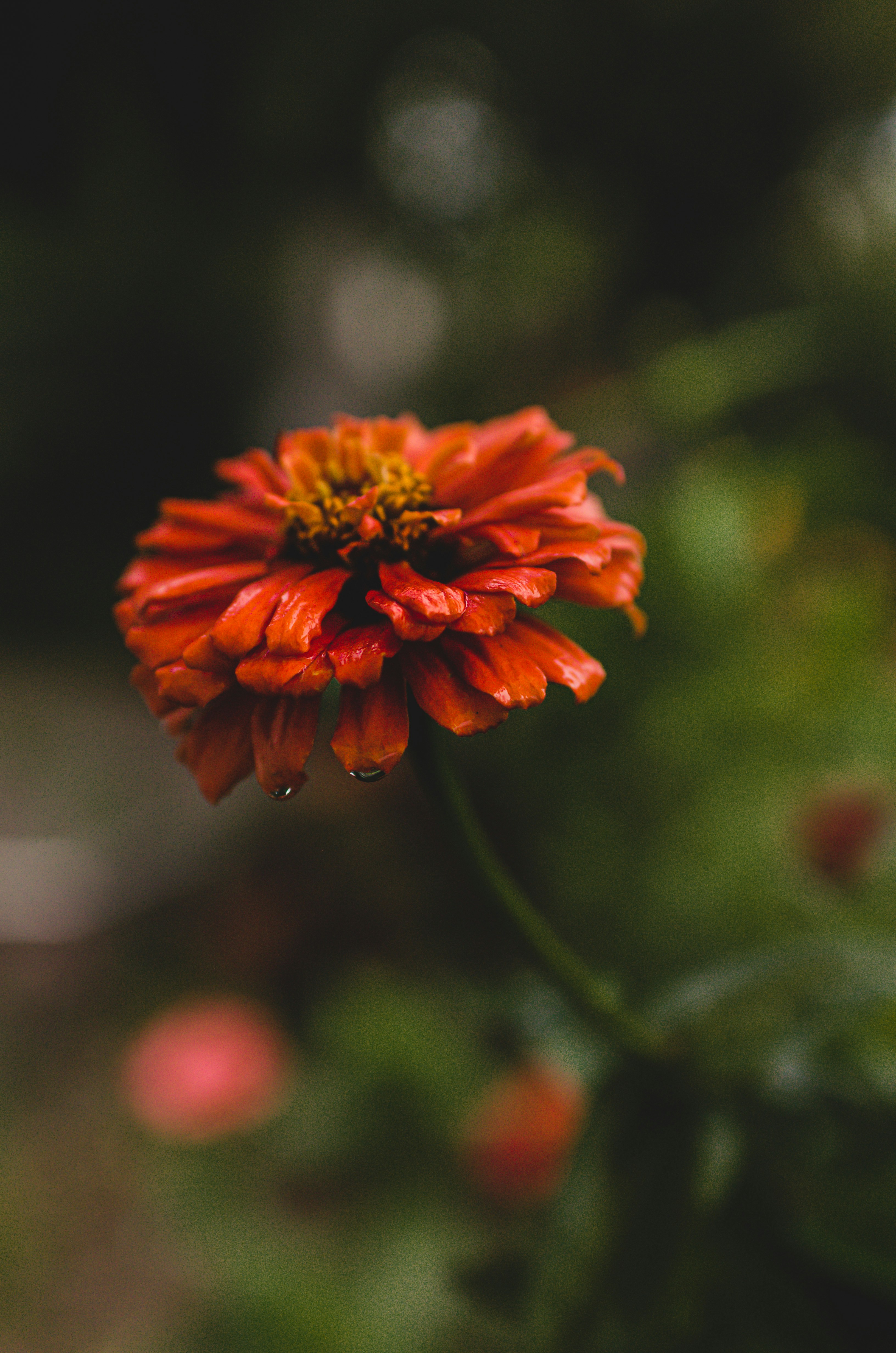 Photo by gamanalice3012