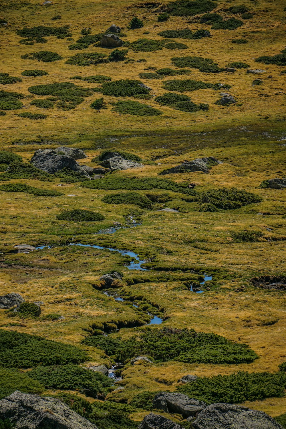 a river running through a grassy area