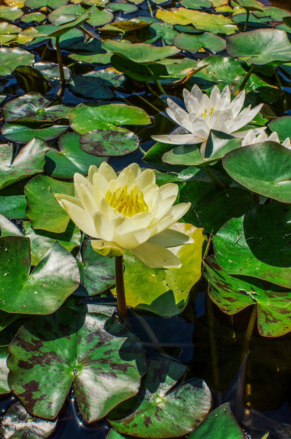 a yellow flower surrounded by lily pads