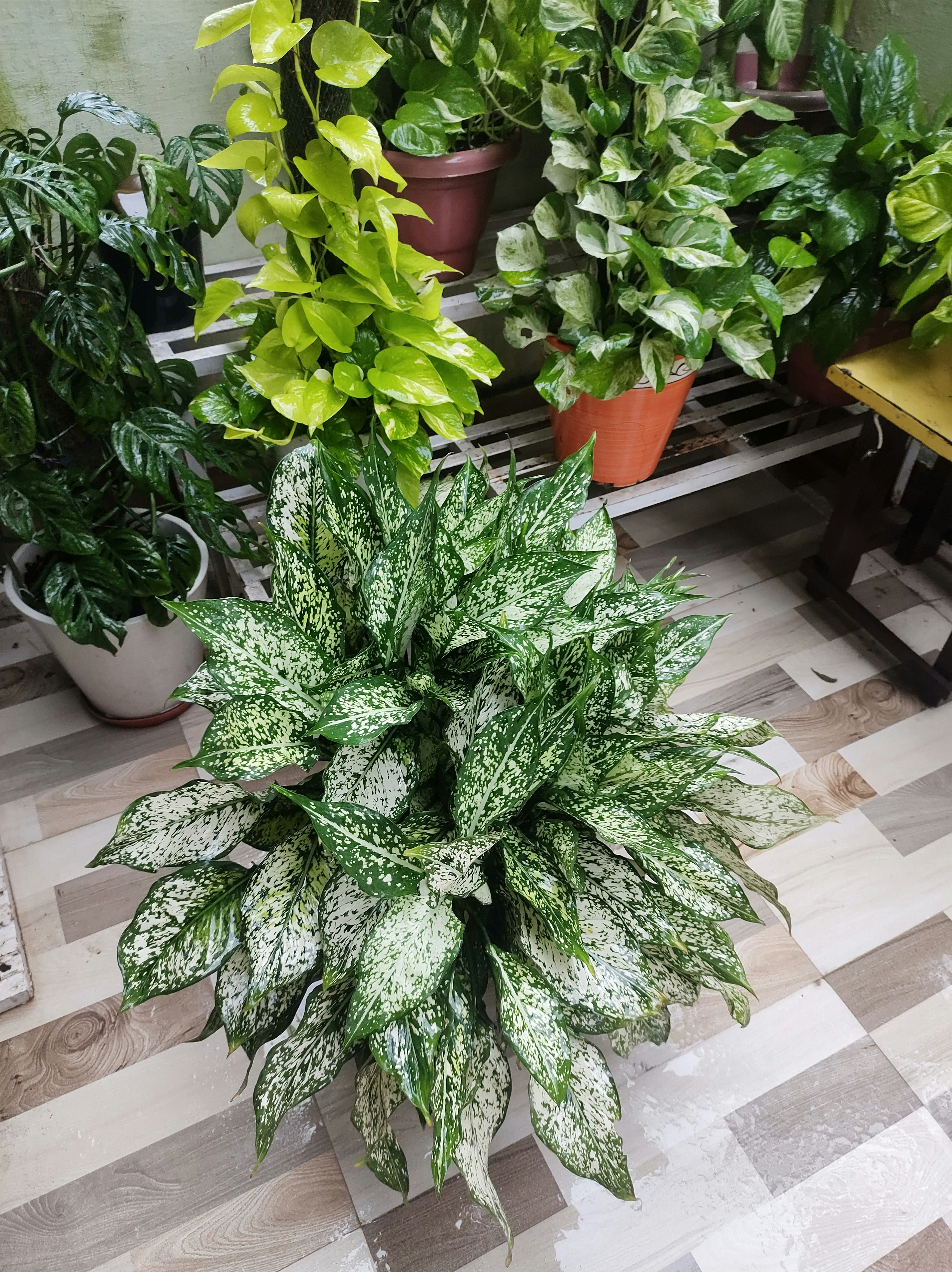 a group of potted plants