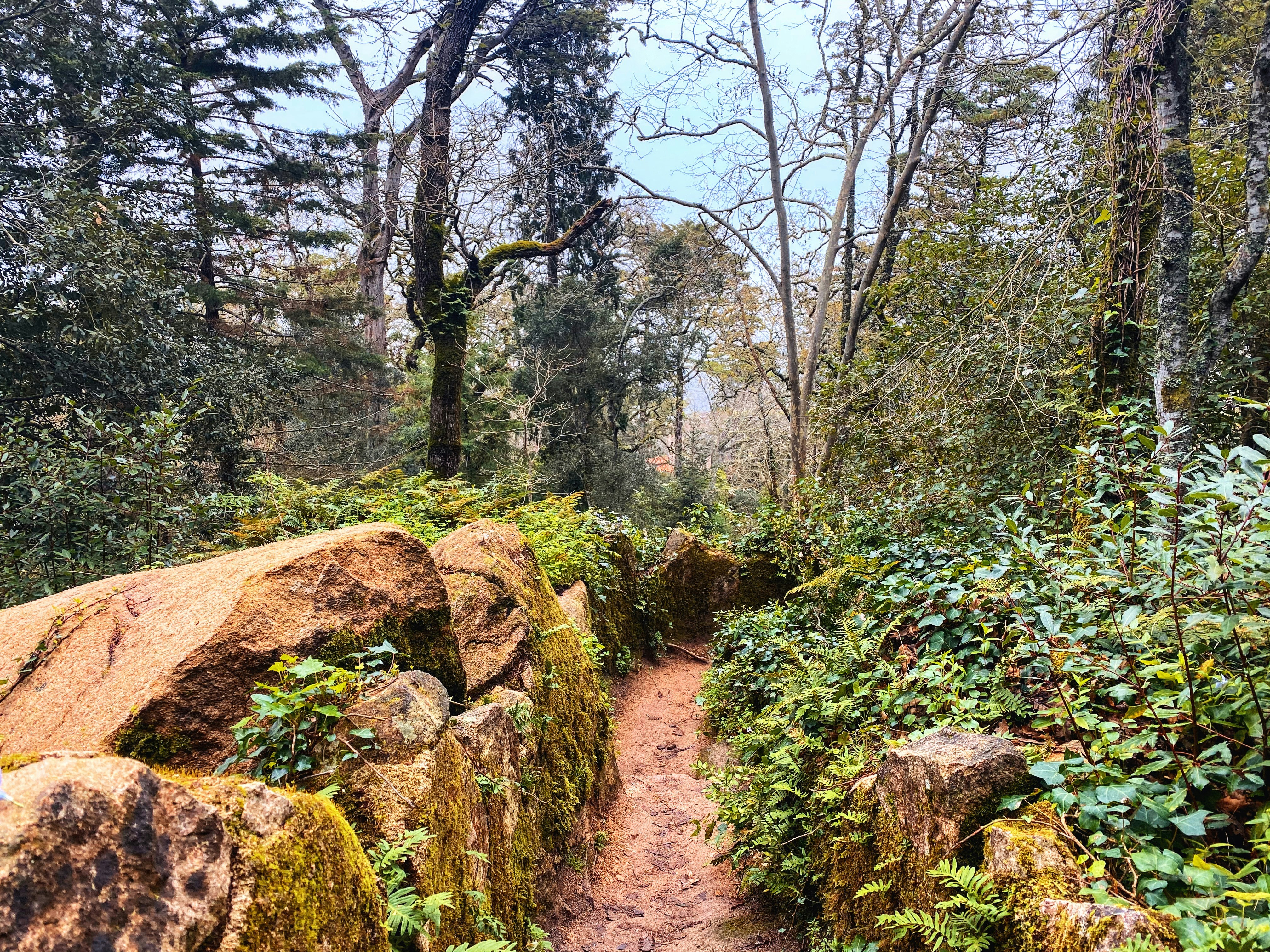 Sintra forest path morning