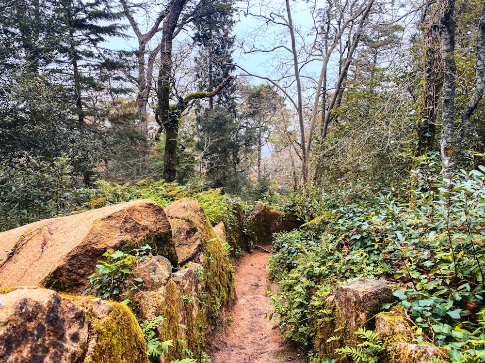 a dirt path through a forest