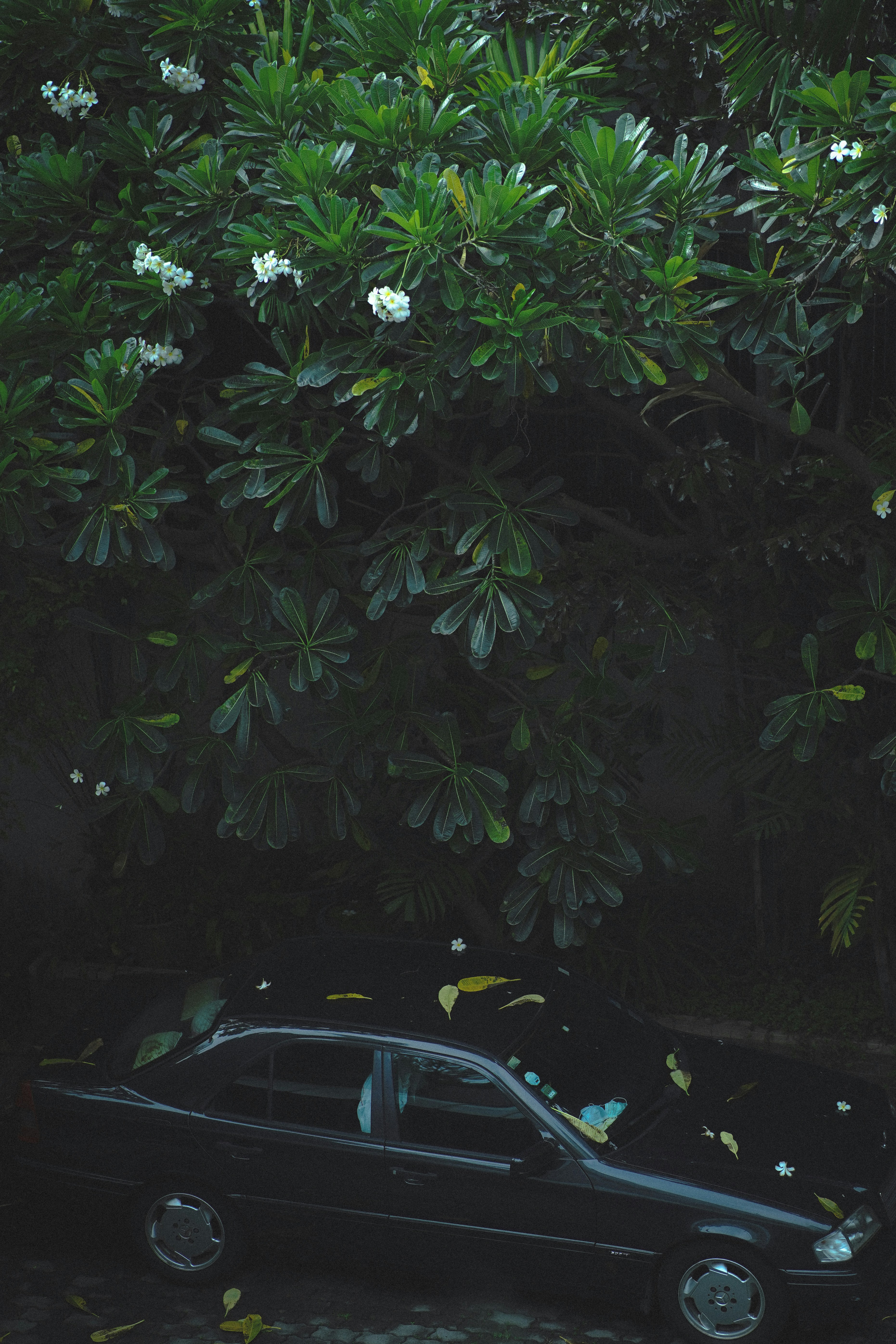 a car parked under a tree
