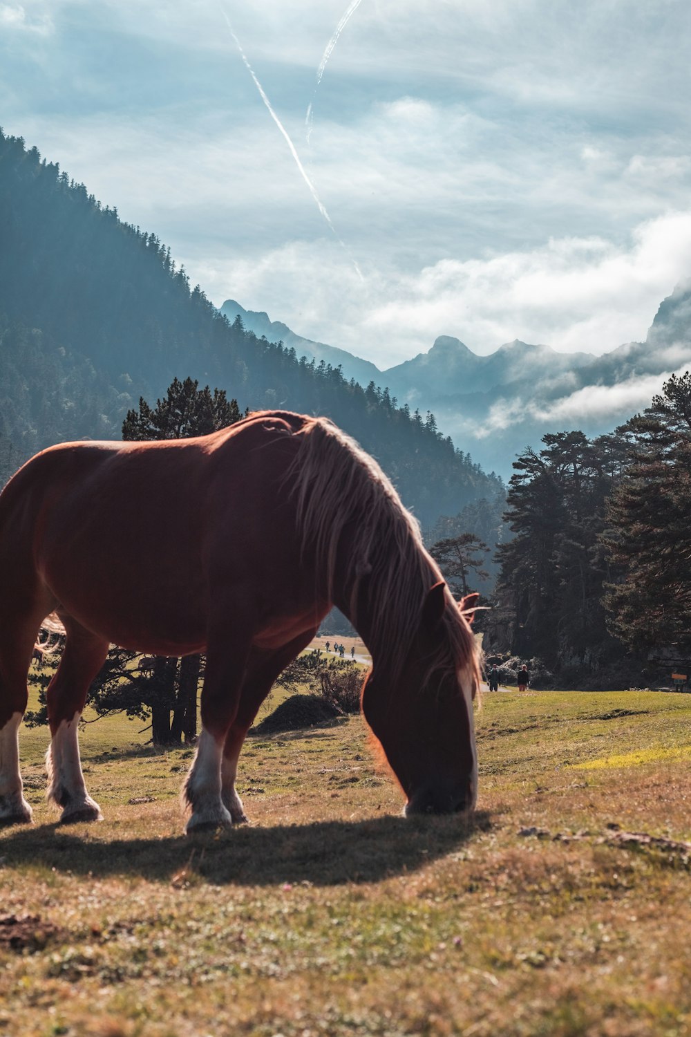 a horse grazing in a field