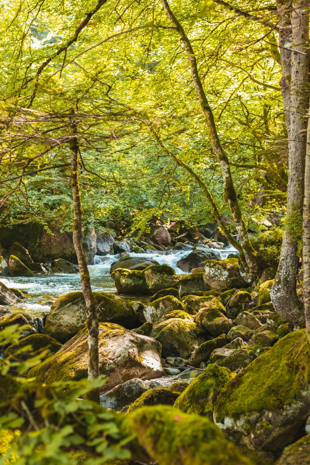 Ein Fluss mit Felsen und Bäumen