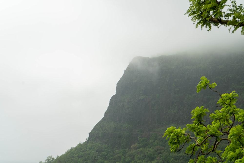 a tree on a mountain