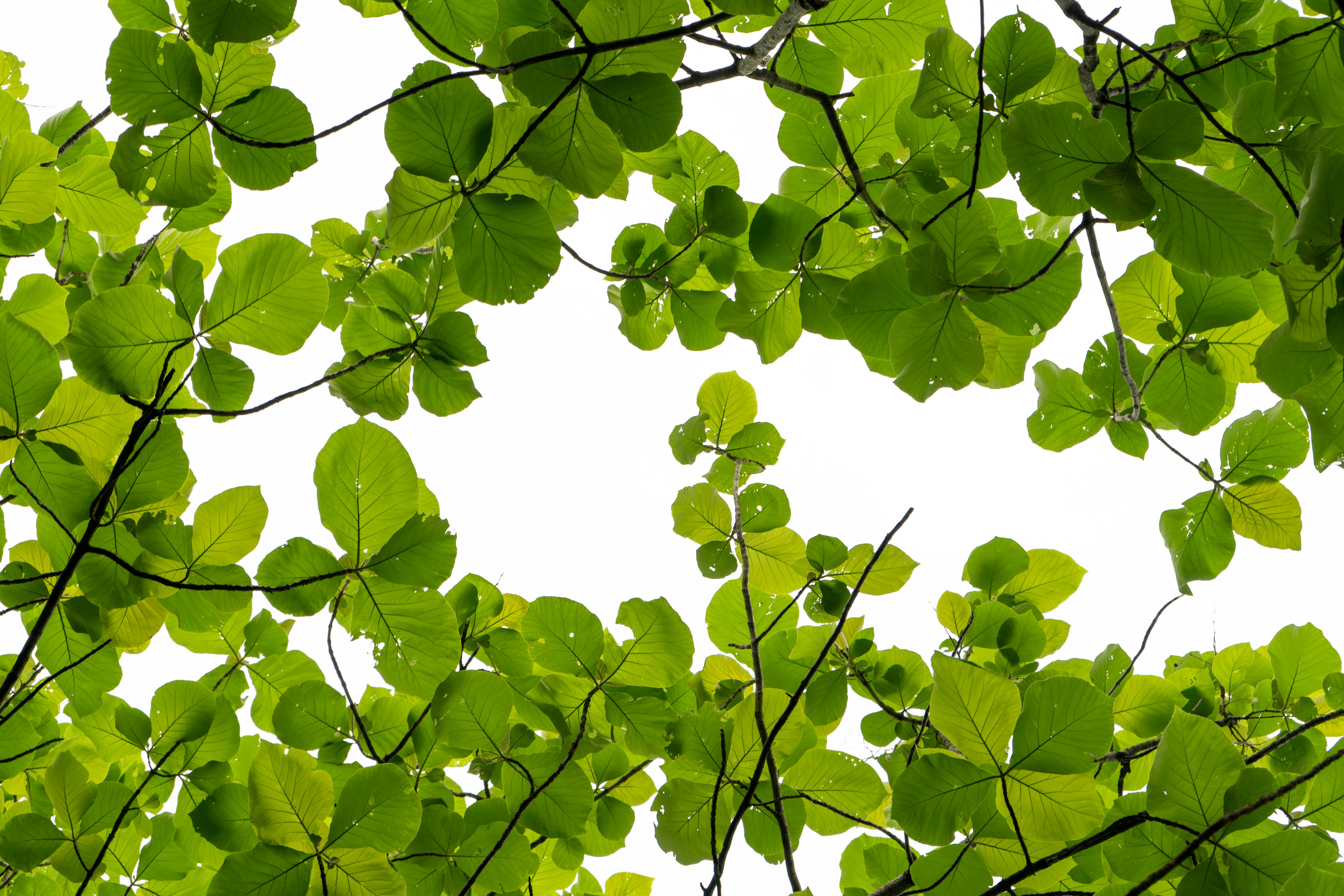 Photo by yash_sarang