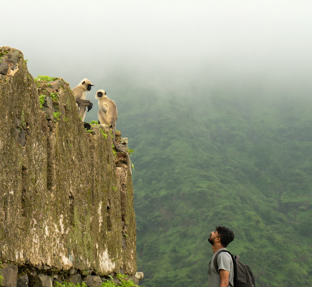 a person looking at a couple of birds on a cliff