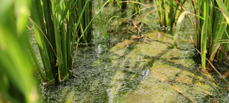 Close-up of vibrant green algae thriving in clear water under natural sunlight.