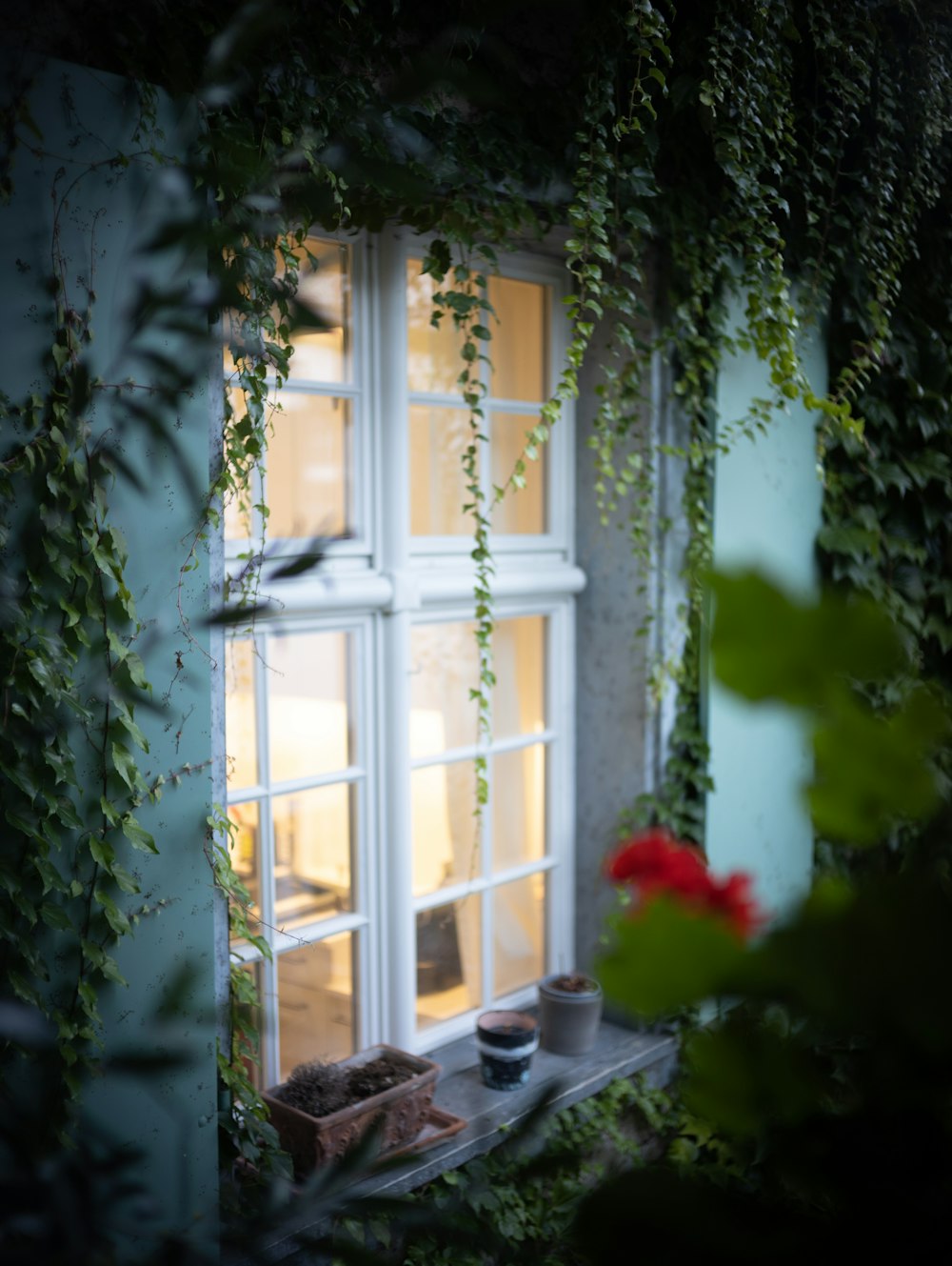 une fenêtre avec des plantes qui poussent dessus