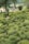 A meticulously maintained garden featuring hedges and bushes trimmed into various shapes, including spheres and square patterns. The garden is lush and green, with a backdrop of rural scenery including fields and a small house with a conical roof.