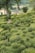 A meticulously maintained garden featuring hedges and bushes trimmed into various shapes, including spheres and square patterns. The garden is lush and green, with a backdrop of rural scenery including fields and a small house with a conical roof.