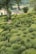 A meticulously maintained garden featuring hedges and bushes trimmed into various shapes, including spheres and square patterns. The garden is lush and green, with a backdrop of rural scenery including fields and a small house with a conical roof.