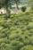 Before and after photo of a neatly trimmed overgrown garden in a residential area.