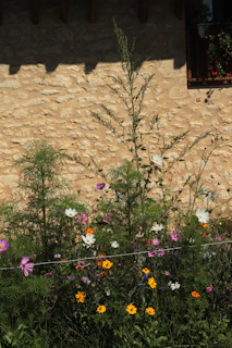 A vibrant flower bed bursting with colors against a rustic stone wall.