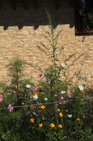 A vibrant flower bed bursting with colors against a rustic stone wall.