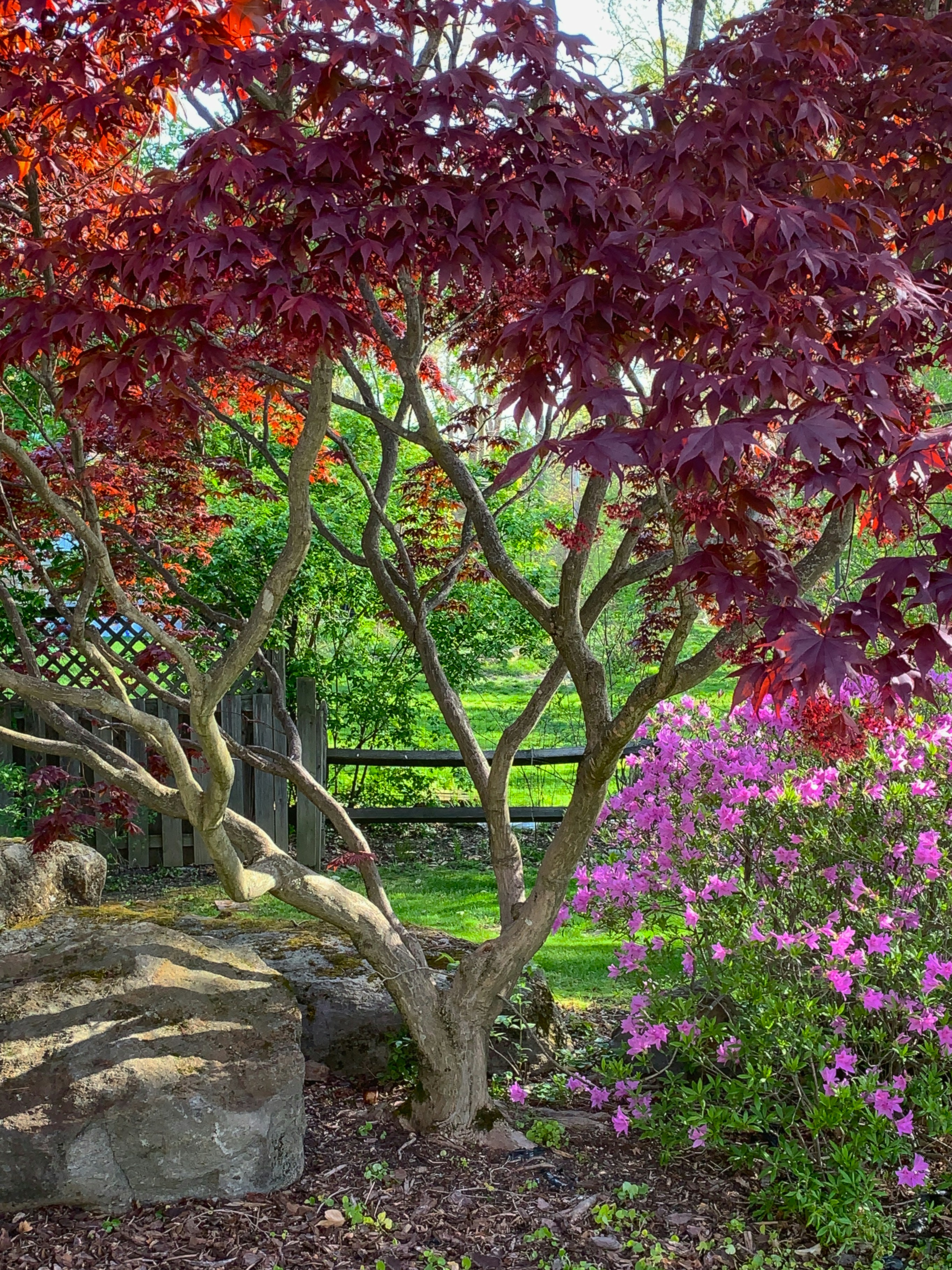 a tree with colorful leaves