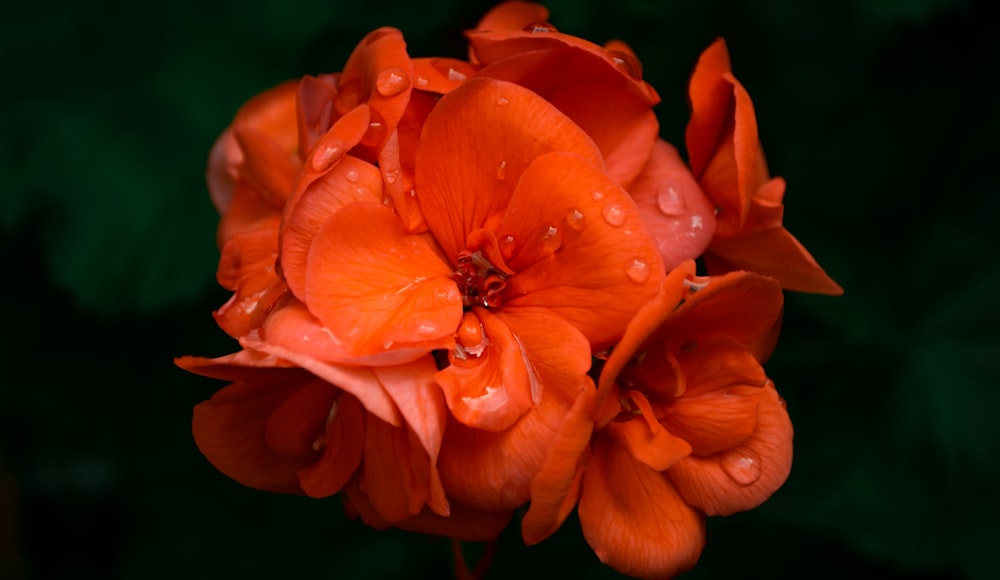 a close up of a flower