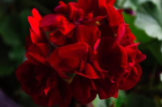a close up of a red flower