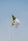 a flag on a pole