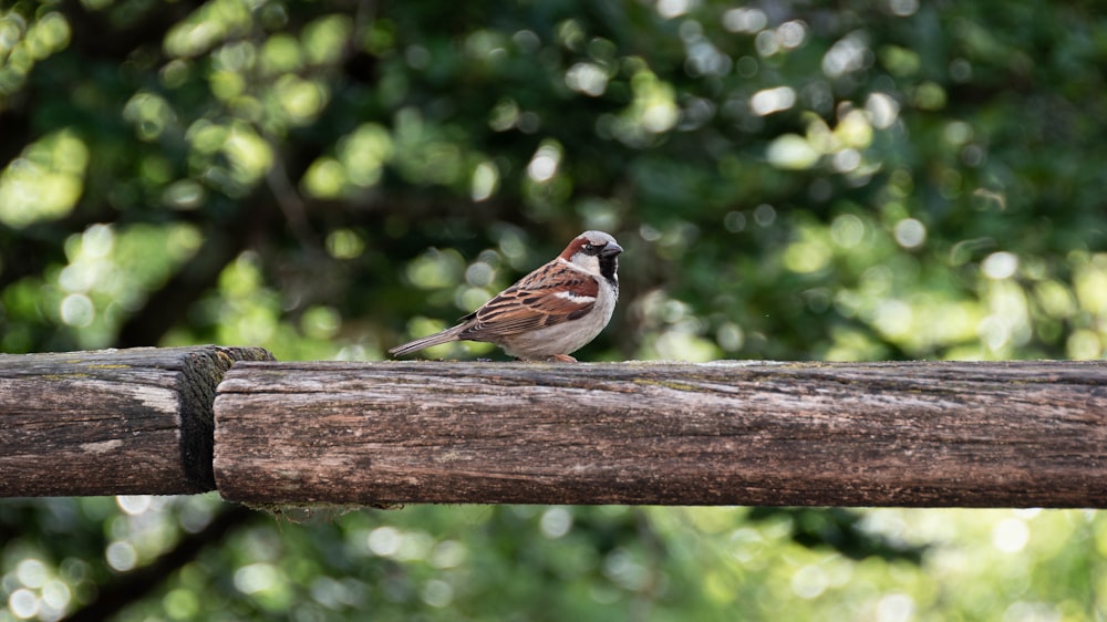 a bird sits on a branch