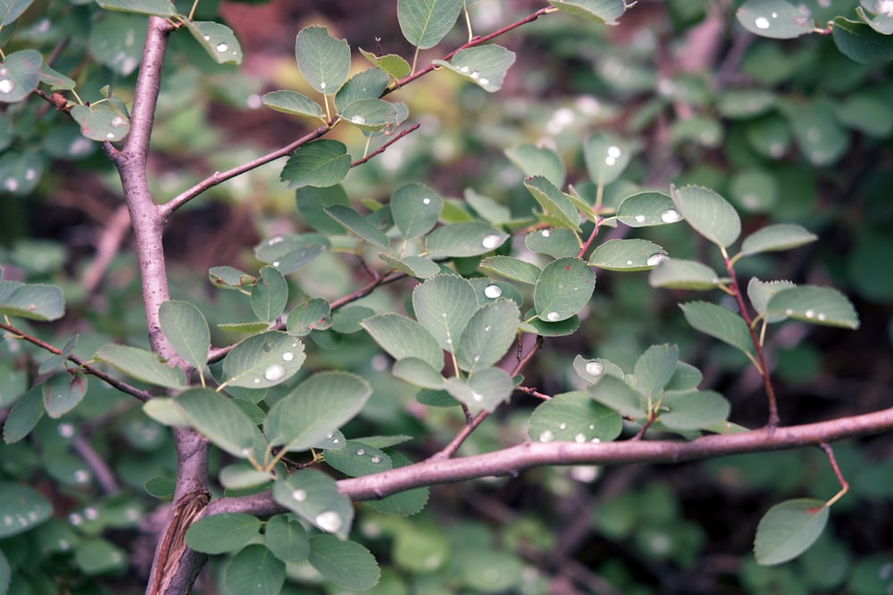 a close up of some leaves