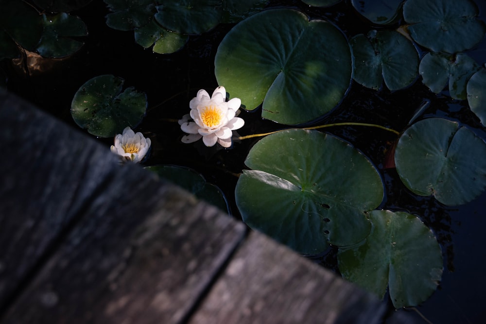 a flower on a plant