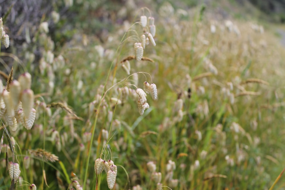 a field of grass with small white flowers
