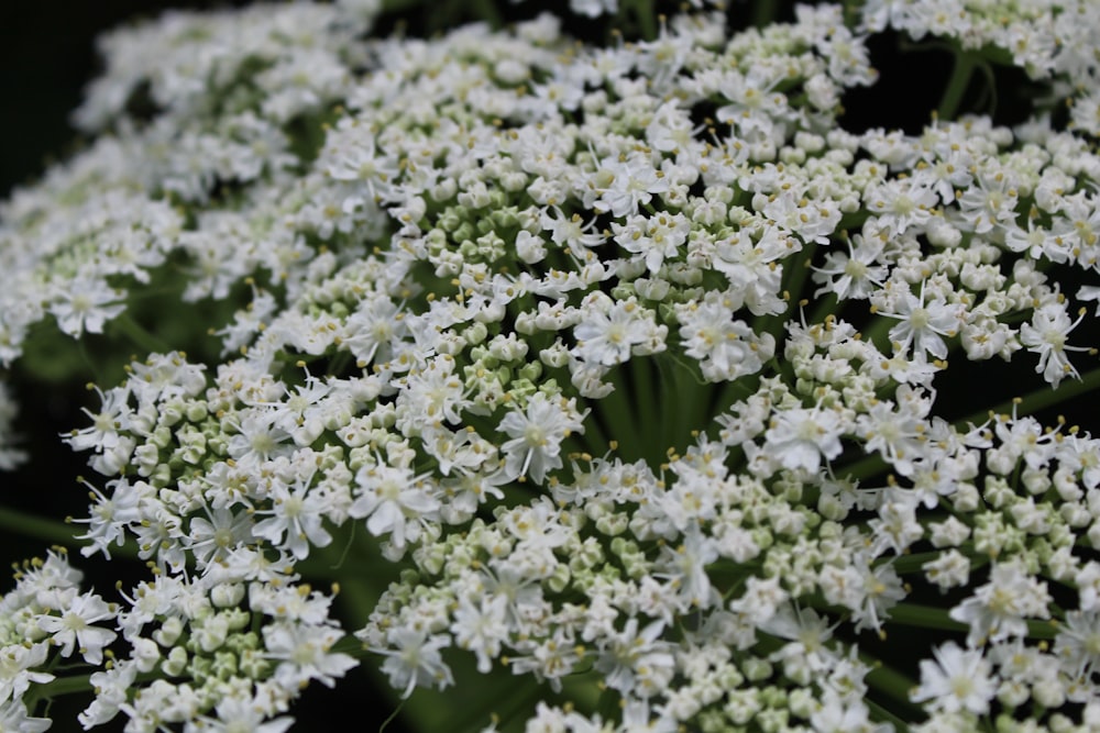 a close up of white flowers