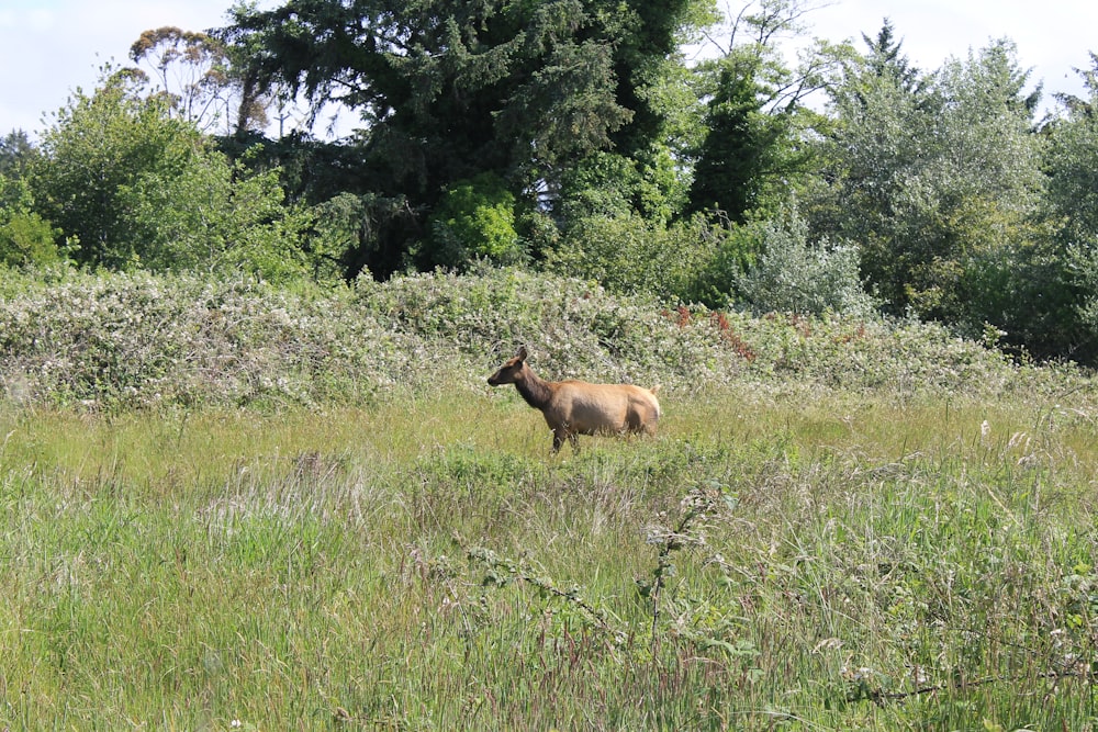 a brown animal in a grassy field