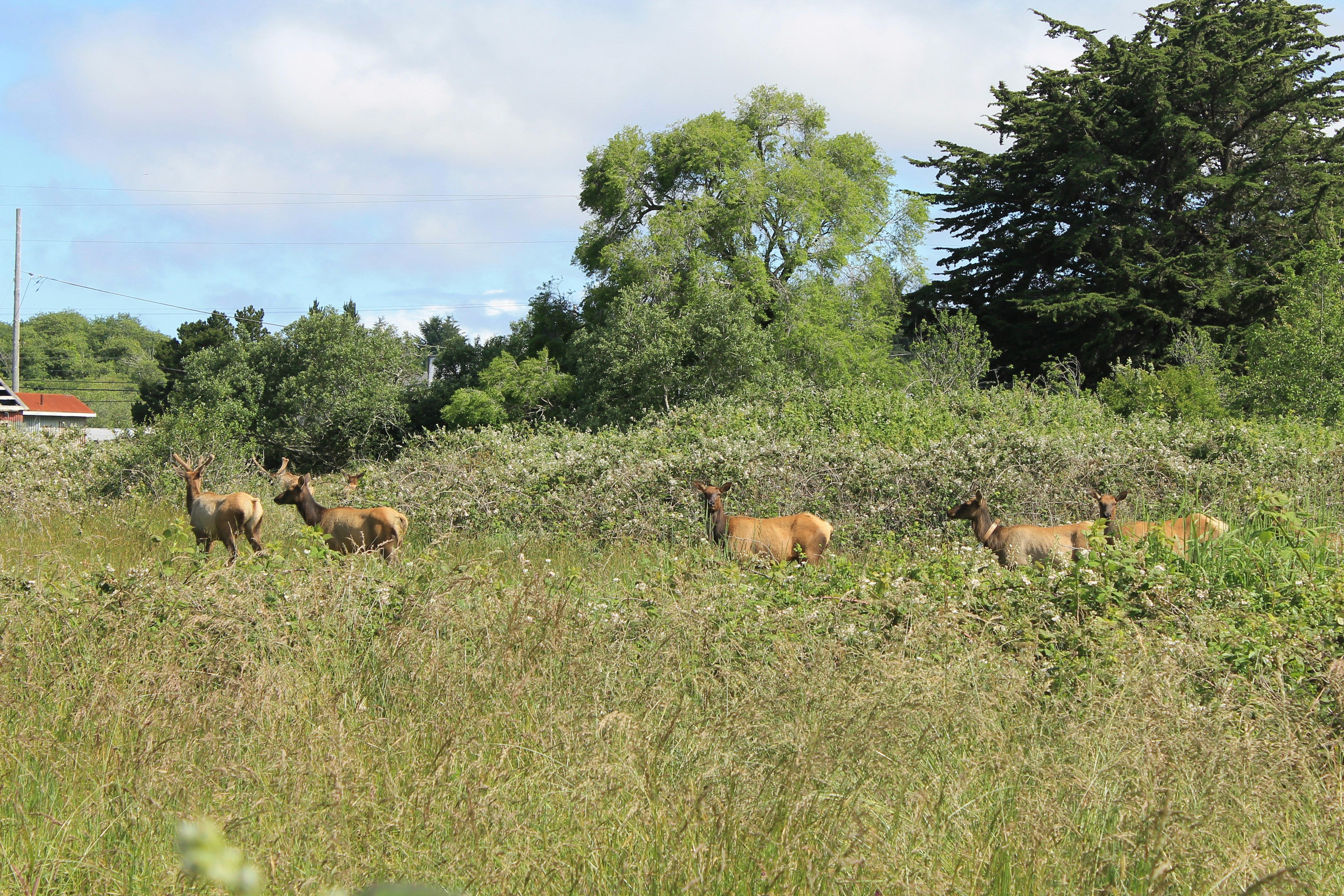 a group of animals in a grassy field