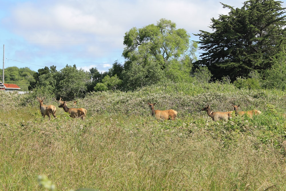 a group of animals in a grassy field