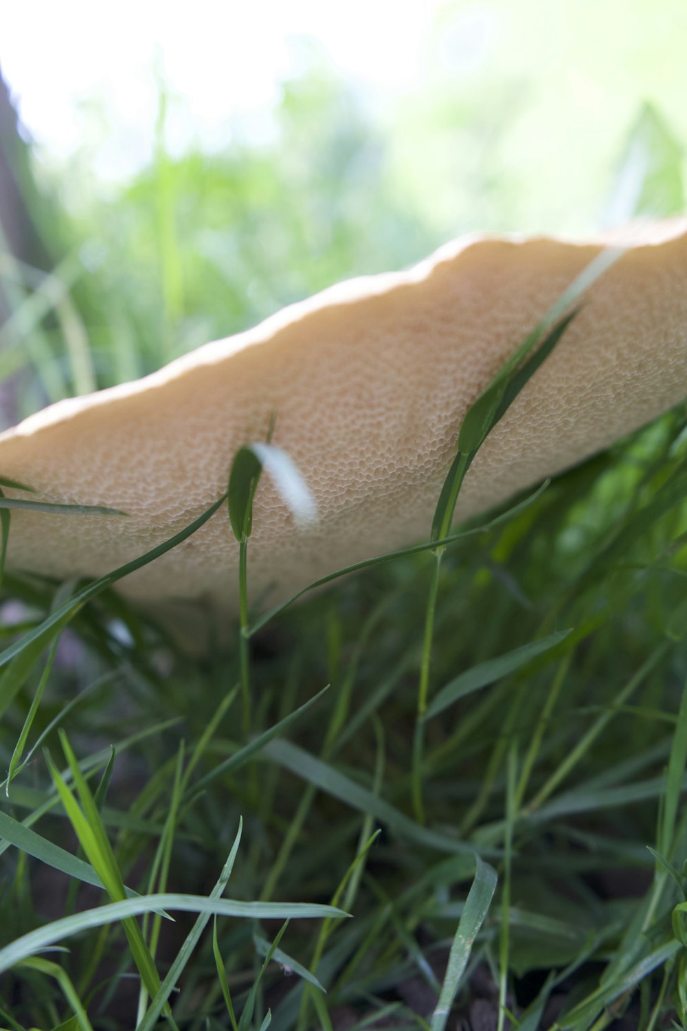 a brown moth on grass