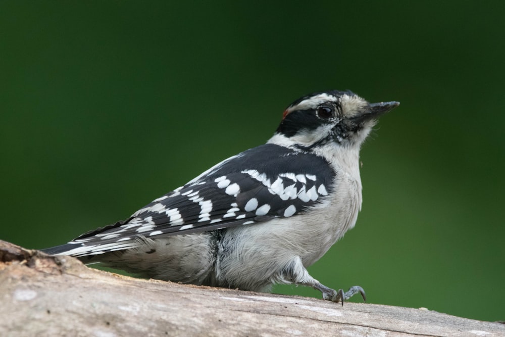 a bird sitting on a branch