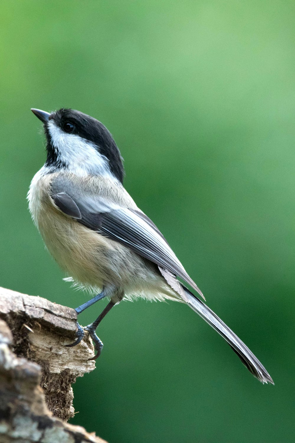 a small bird perched on a branch