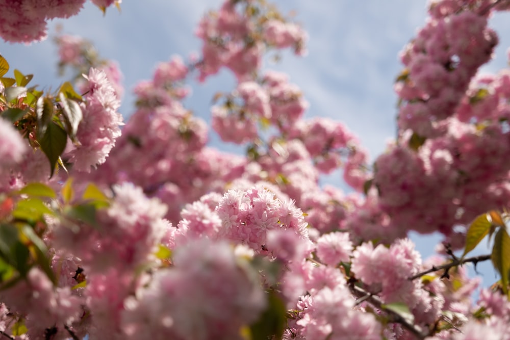 a close up of pink flowers