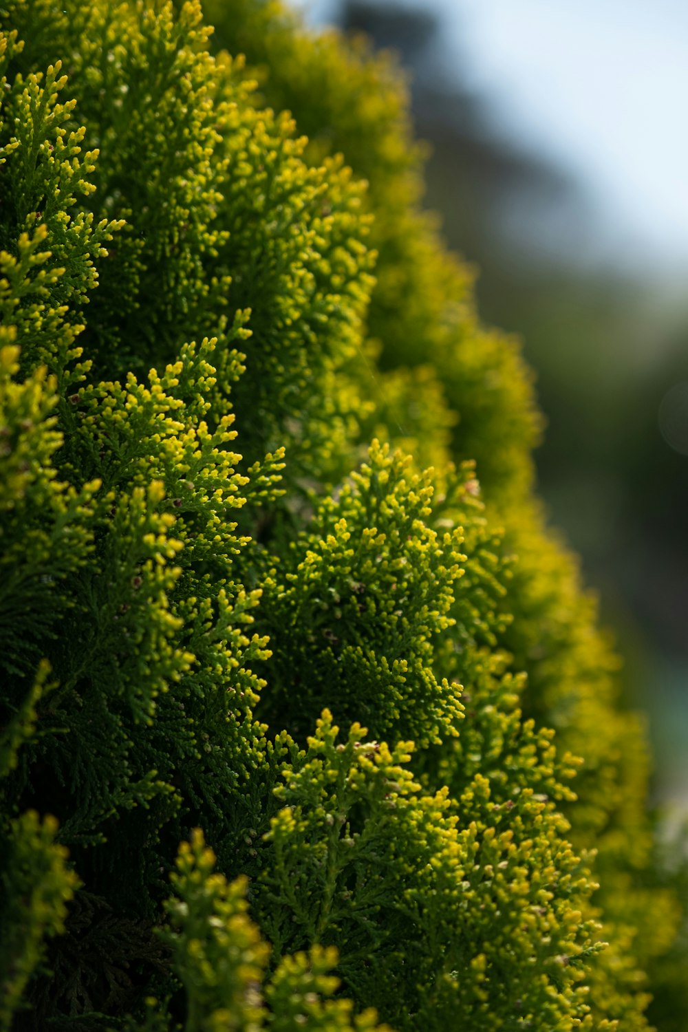 a close-up of a green plant